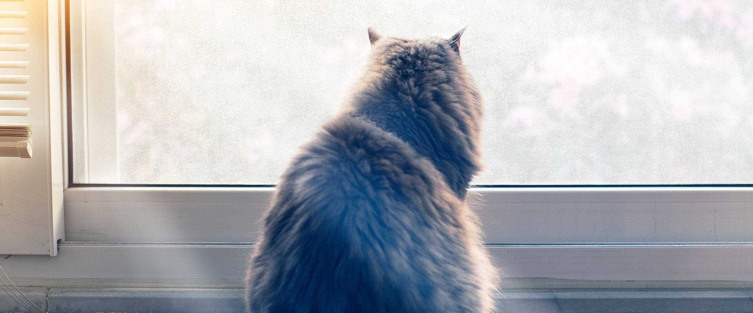 Why sterilized cats gain weight? The best diet for spayed or neutered cats
