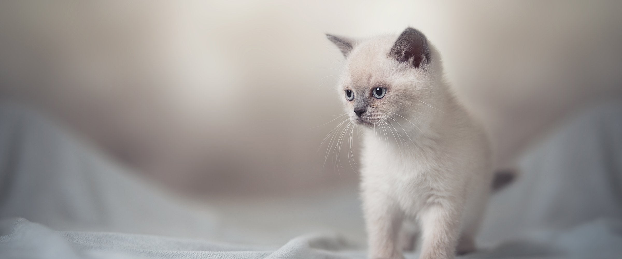 Kitten at home - Good start with Husse