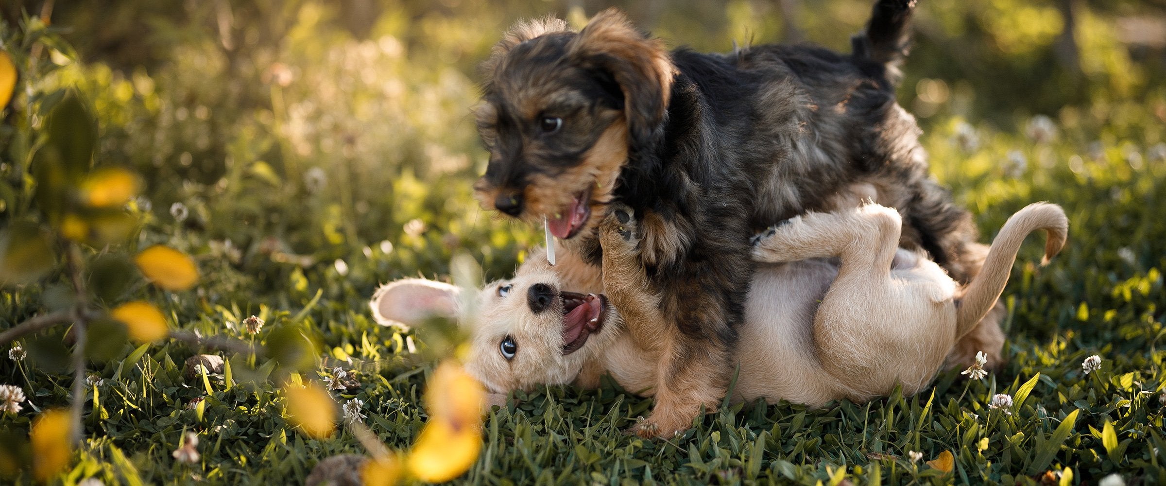 Dog essentials - what should you buy?
