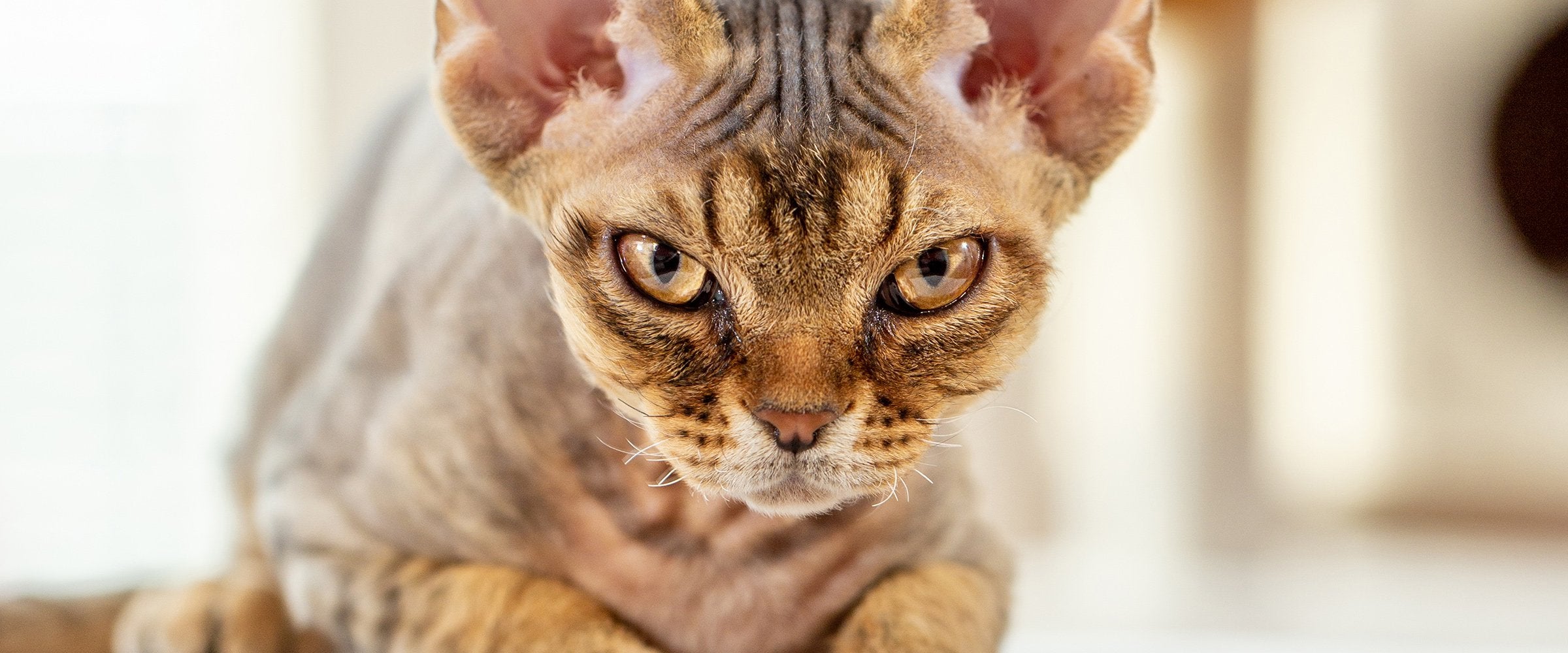 Kitten nutrition - why is healthy diet so important?