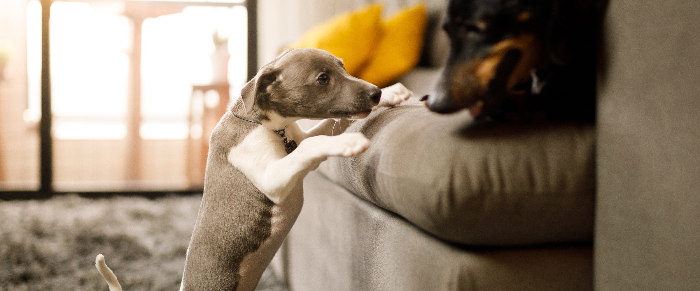 Puppy nutrition - healthy diet is a must!