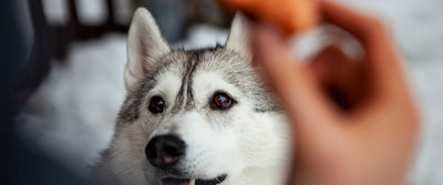 Playtime and learning with a puppy