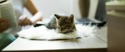 Home office with a cat