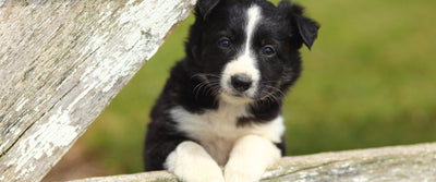 Puppy’s first time at the vet - when and why?