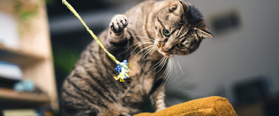 Training cats