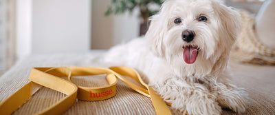 Safe environment for a puppy
