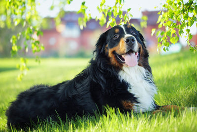 Bernese Mountain Dog