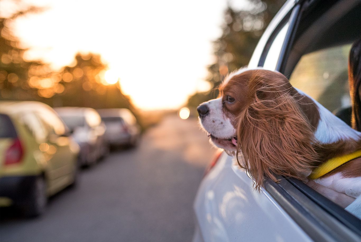 Cavalier King Charles Spaniel