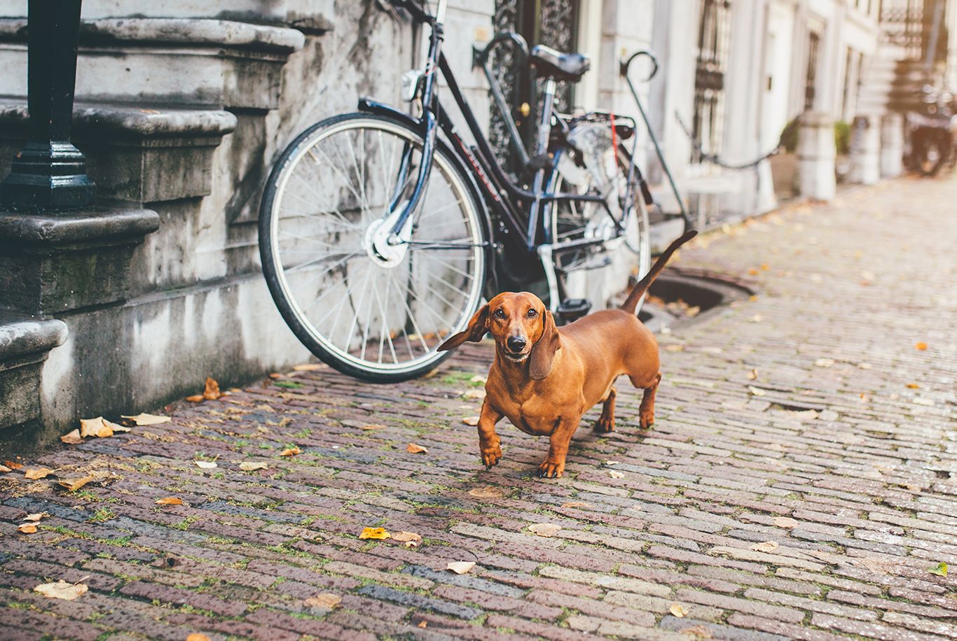 Dachshund
