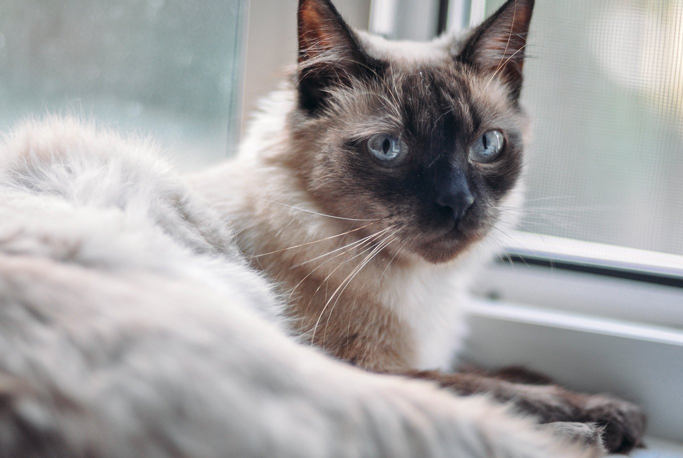 Siamese Cat