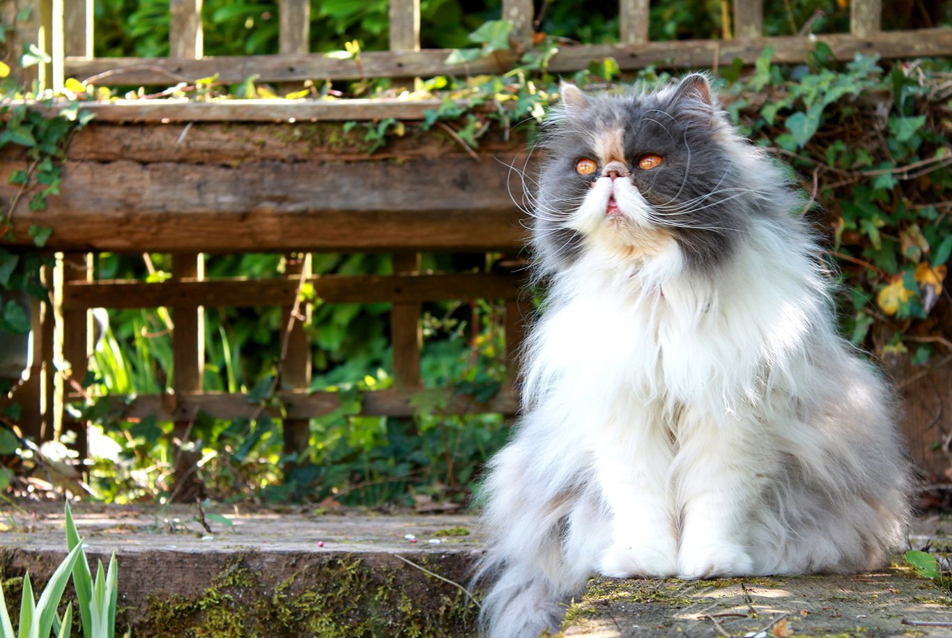 Persian Cat