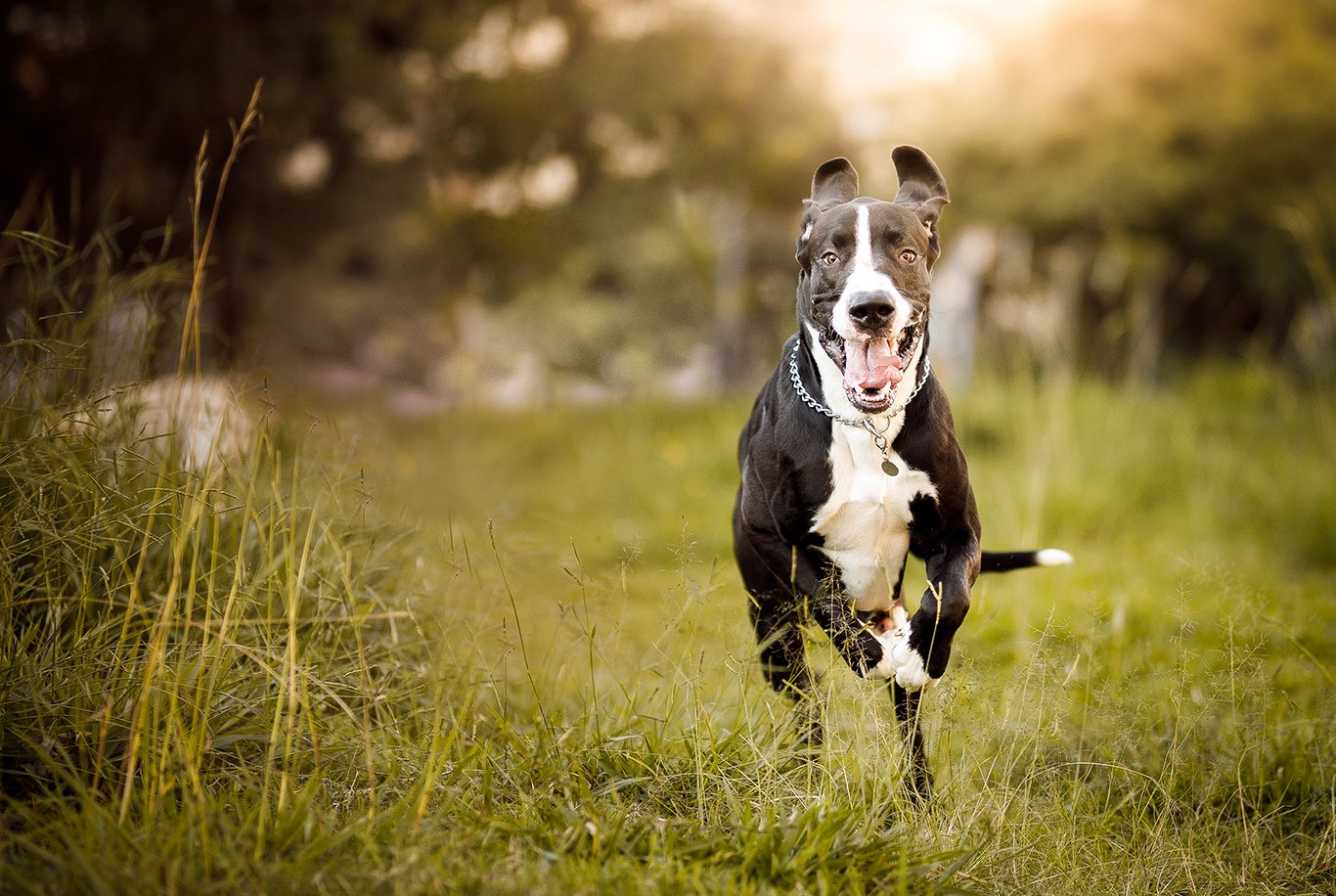 Great Dane