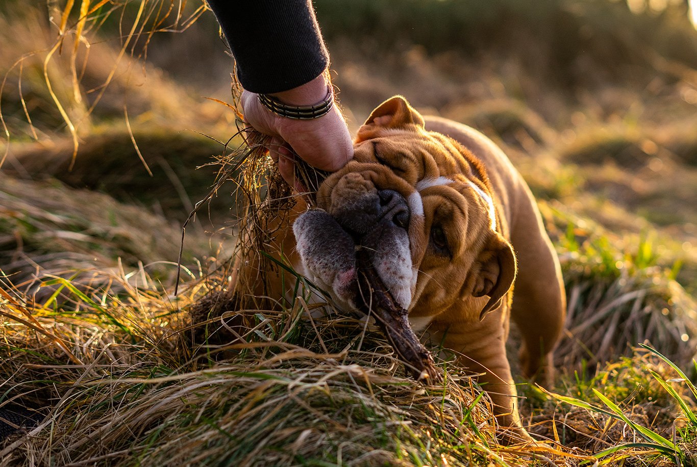 English Bulldog