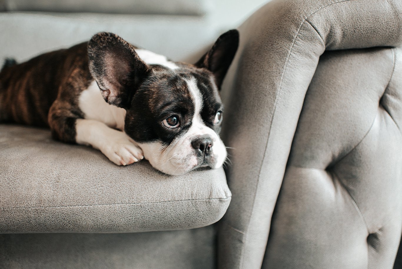 French Bulldog