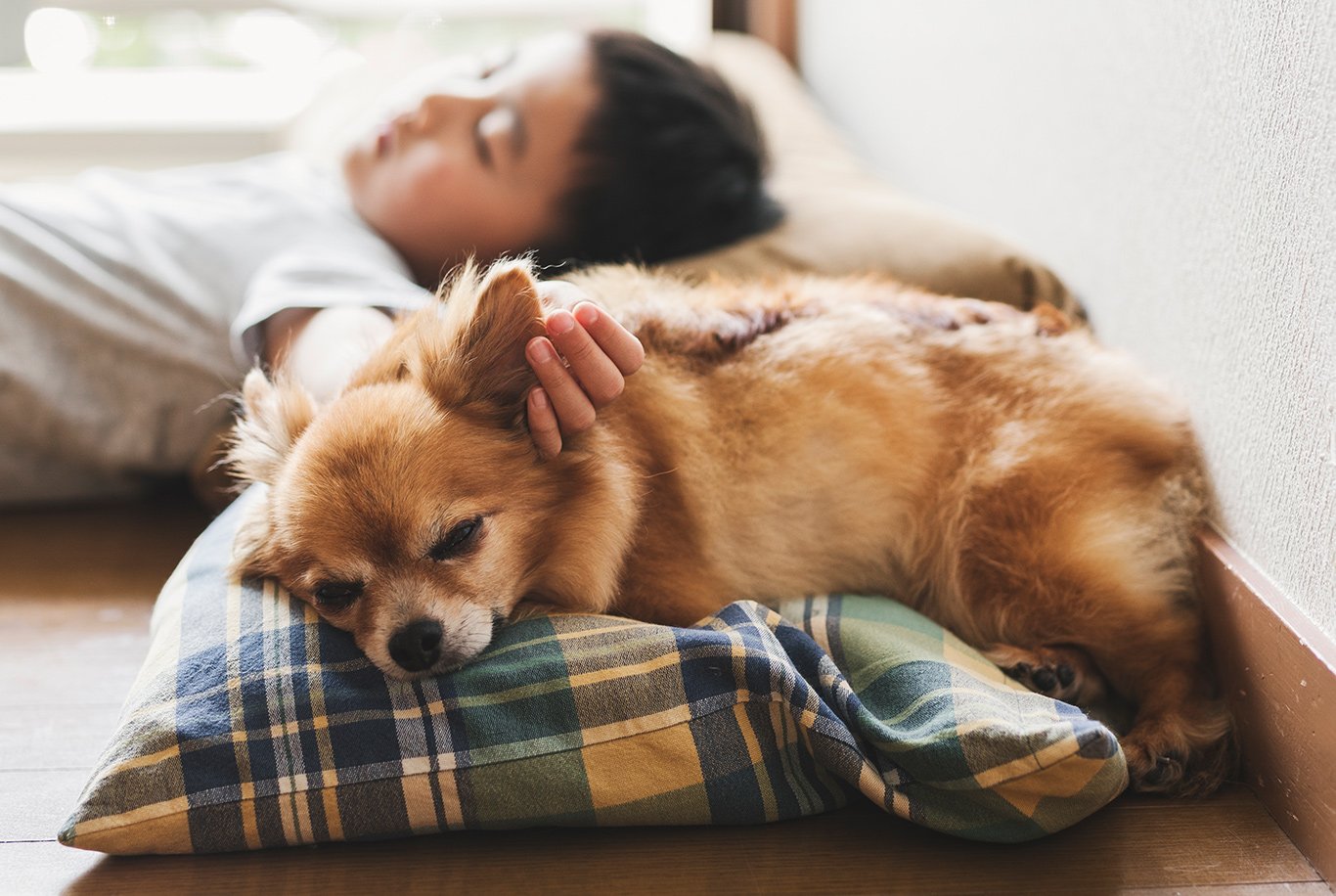 Chihuahua