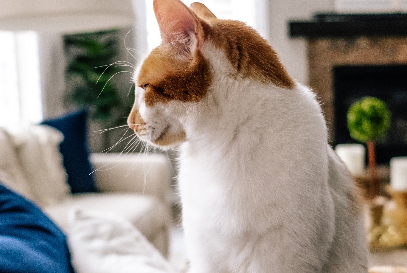 Turkish Van