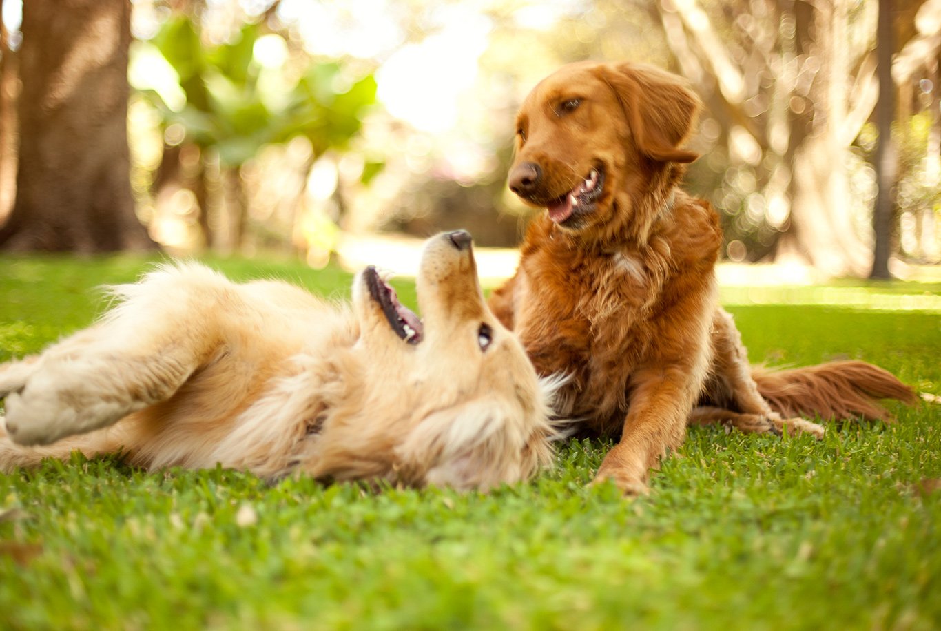 Golden Retriever