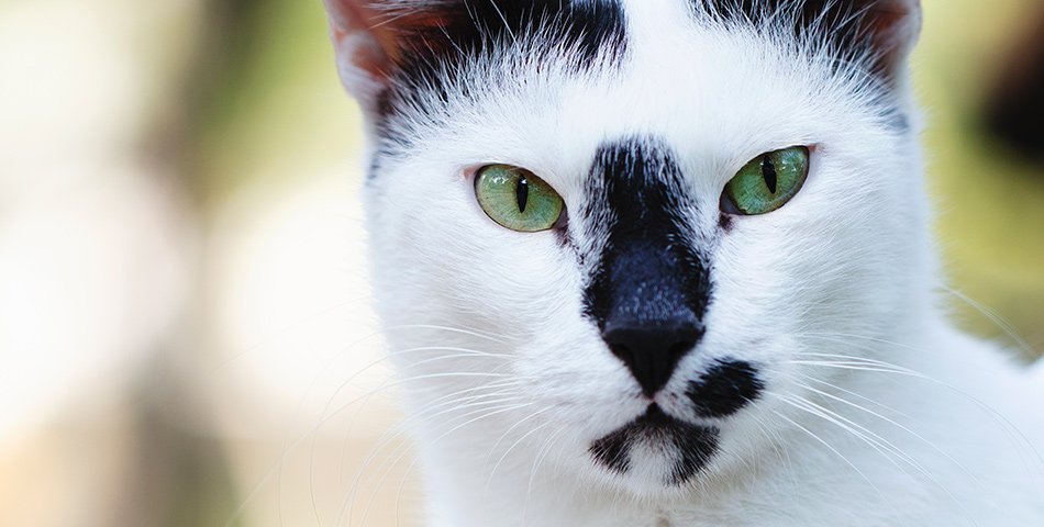 Cats (All Products)