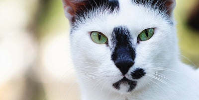 Cats (All Products)