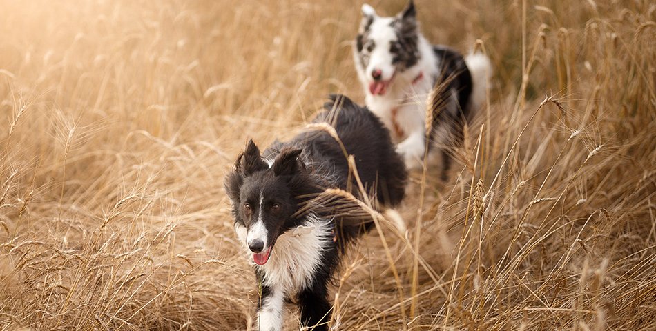 Dry food samples