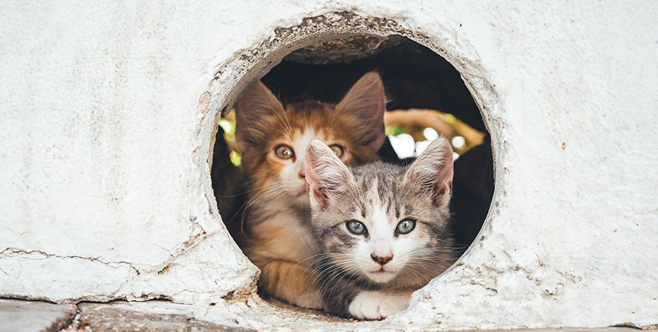 Cat food