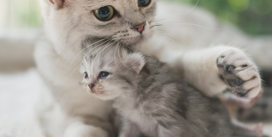 Kittens