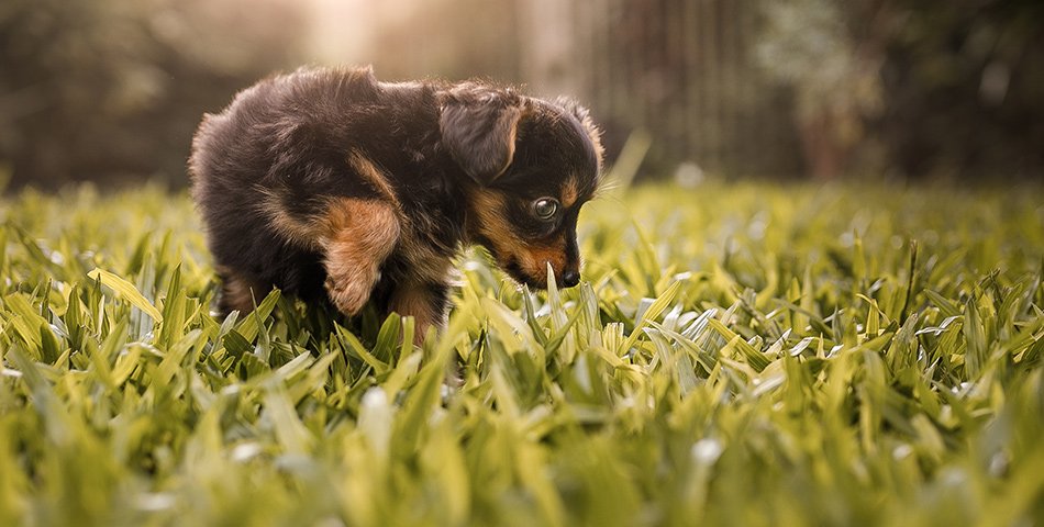 Puppy food