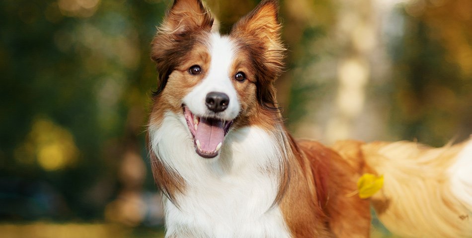 Adult dogs of medium-large breeds