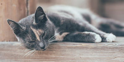 Sterilised cats