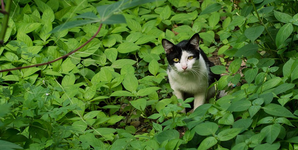 Urinary support for cats