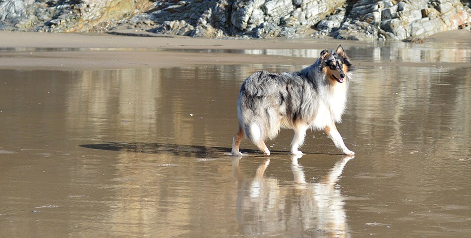 Hypoallergenic formulas for adult dogs