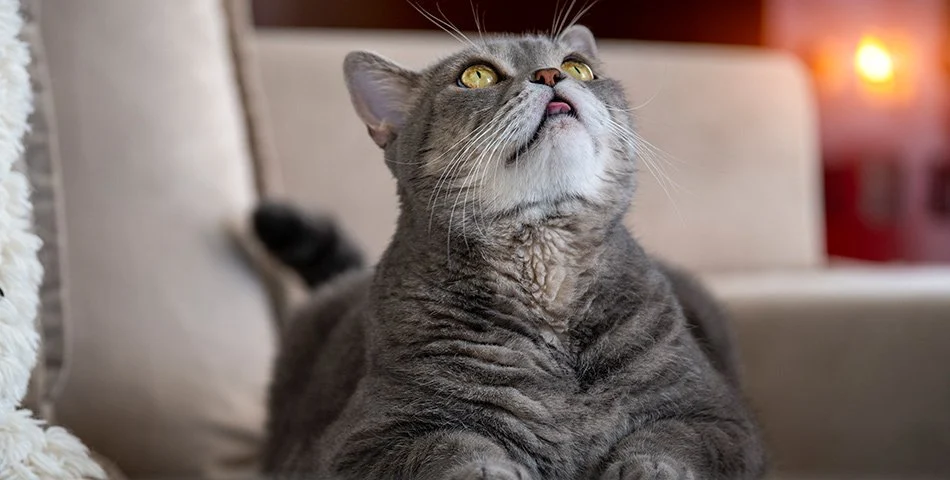 Weight management formulas for cats