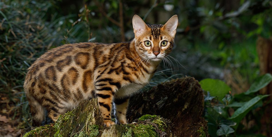 Grain free formulas for cats