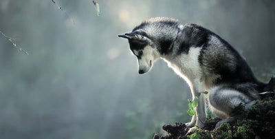 Grain free formulas for adult dogs
