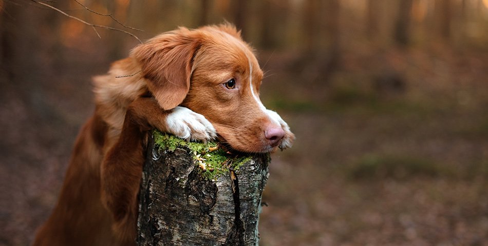 Sterilised dogs