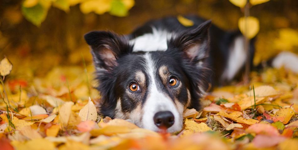 Degenerated joint formulas for dogs