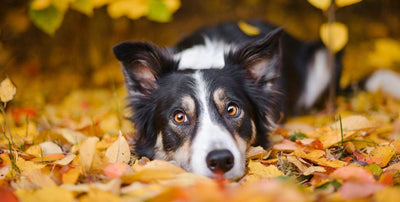 Degenerated joint formulas for dogs