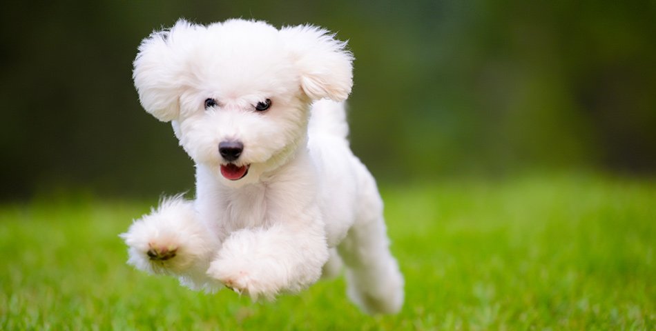 Dog supplement