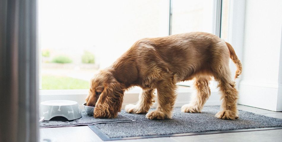 Sensitive stomach formulas for adult dogs