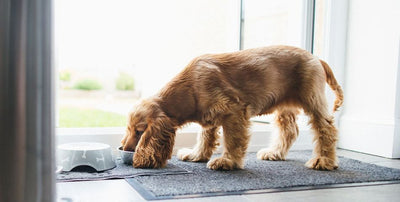 Sensitive stomach formulas for adult dogs