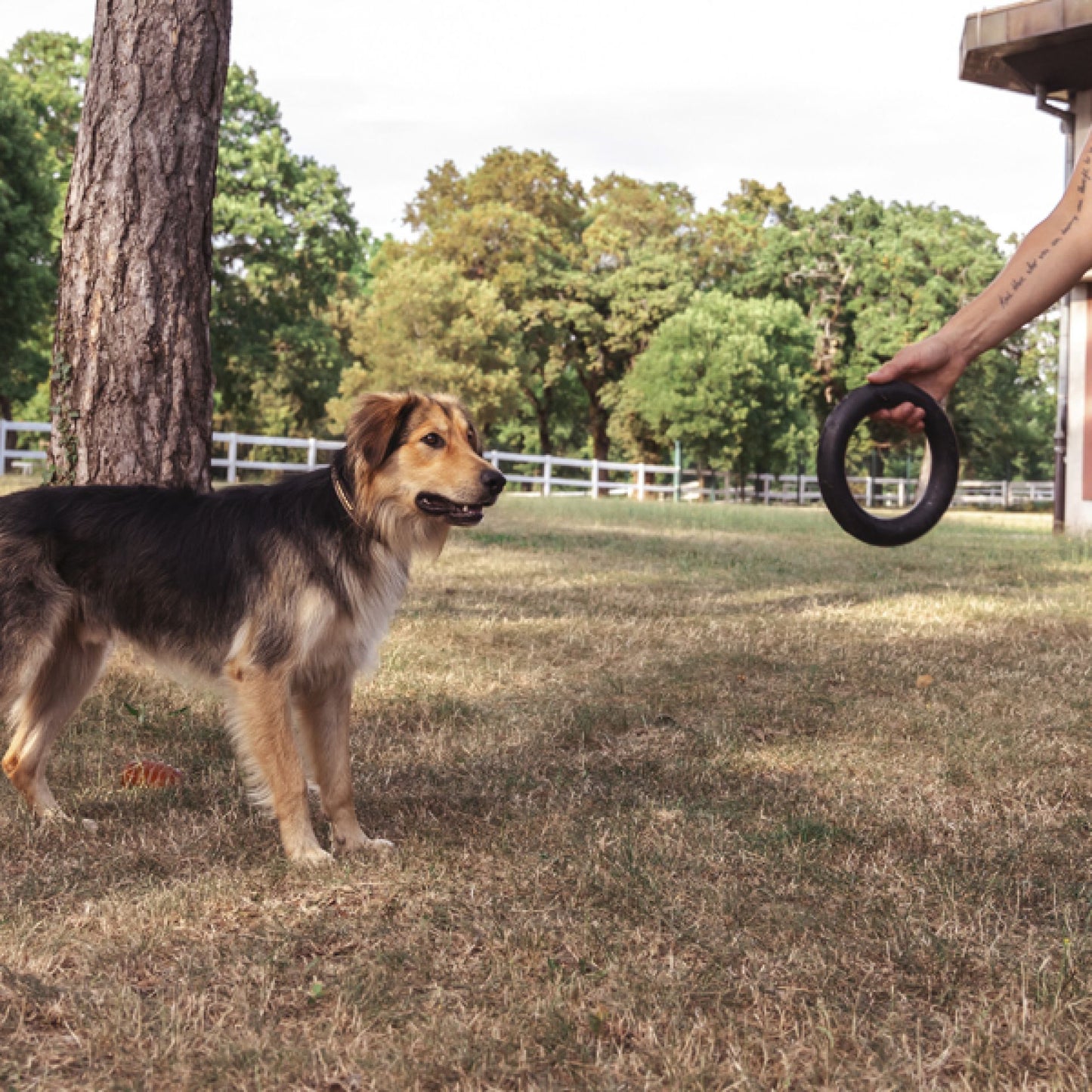 ビットリング | 拾ったり引っ張ったりするのに最適なリング型犬用おもちゃ