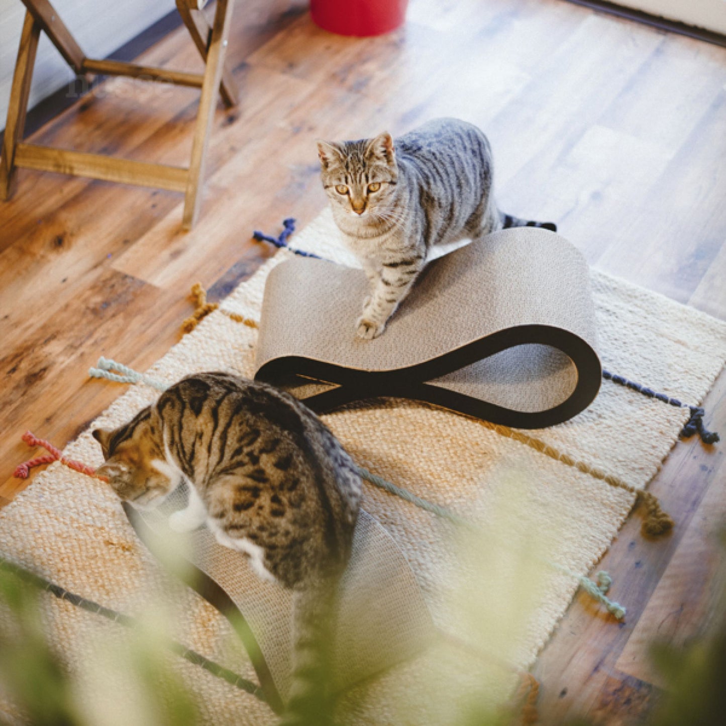 Knut | Scratching board to keep your cat healthy & active