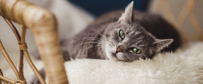 Urinary tract issues in cats - why is it such a common problem?