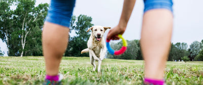 Safe toys for your dog - how to choose them?