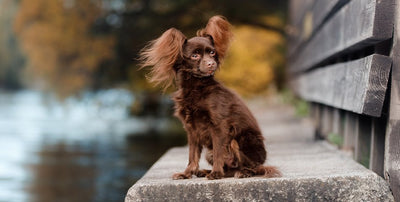 Adult dogs of small breeds