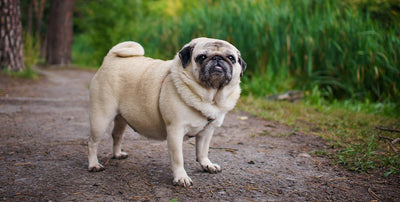 Weight management formulas for dogs