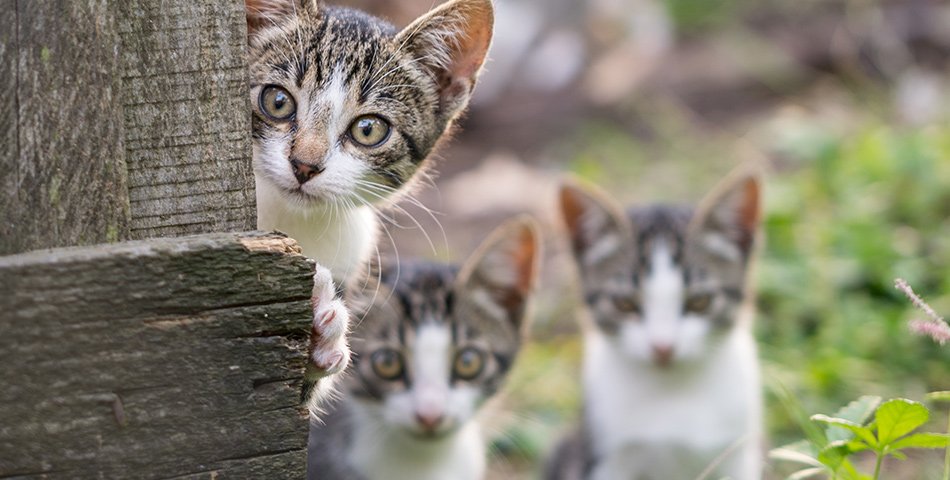 Wet food for cats