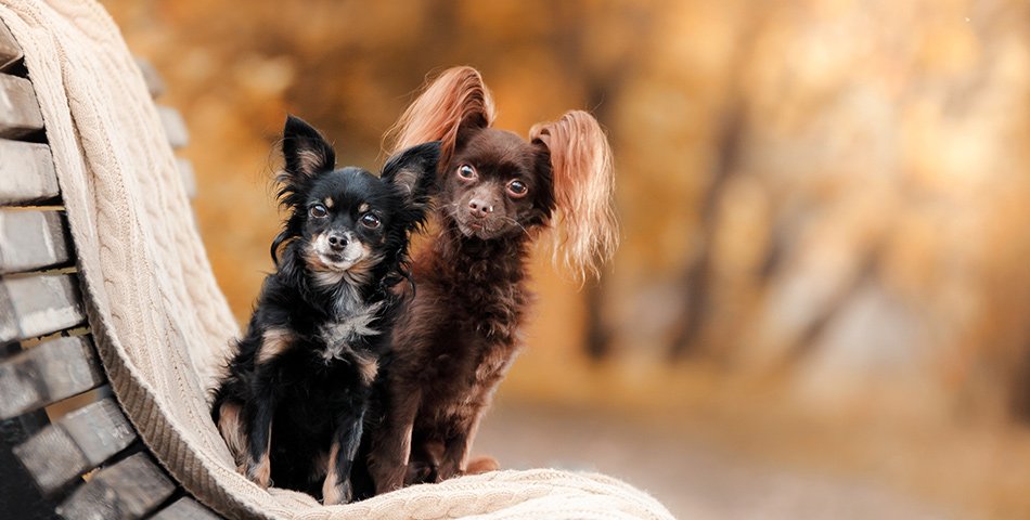 Pâtés for dogs