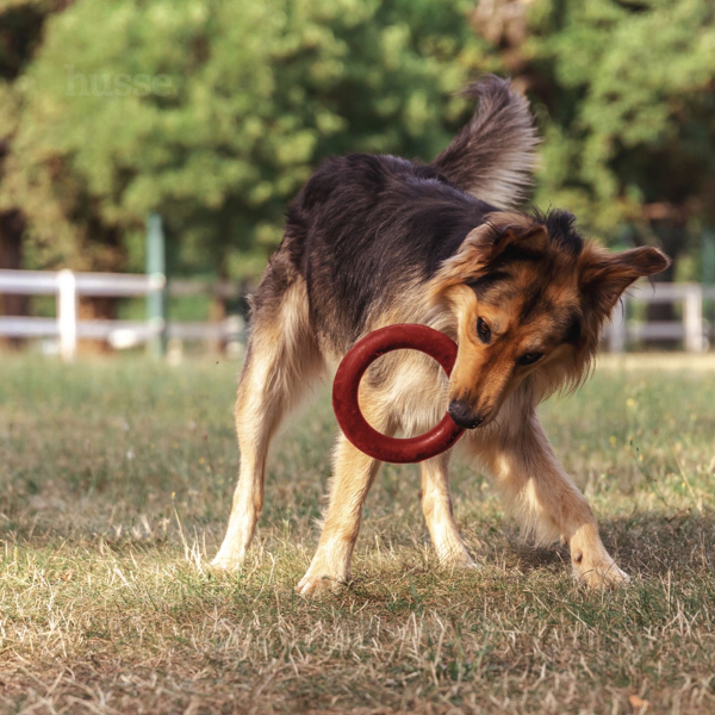 ビットリング | 拾ったり引っ張ったりするのに最適なリング型犬用おもちゃ