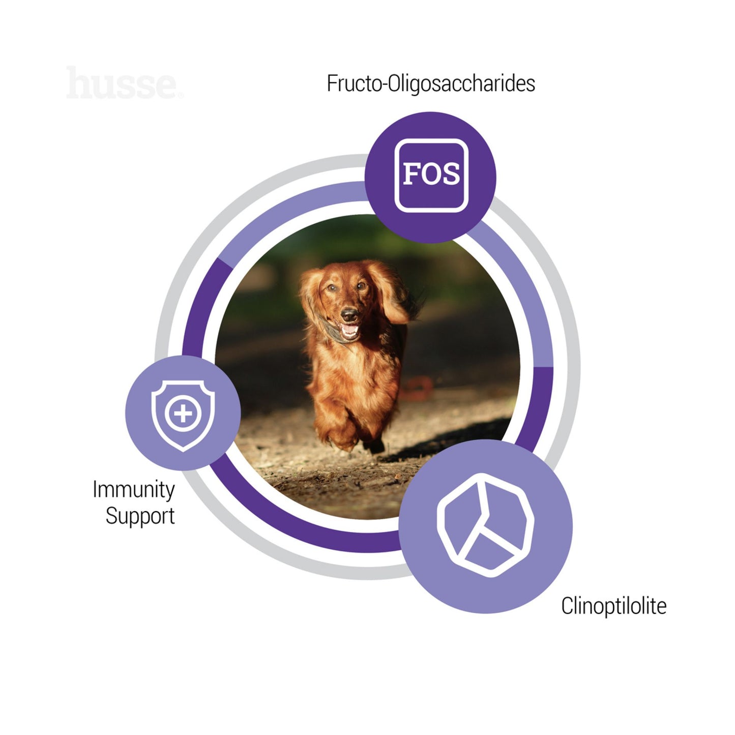 シニアミニ | 小型のシニア犬の体型維持に適したカロリー含有量のドライフード
